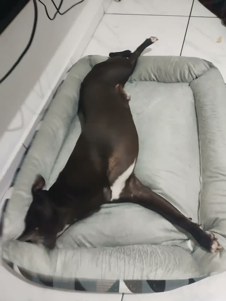 foto de Cama Pet Extra Grande Cachorro Gato  Xg Fundo Impermeável