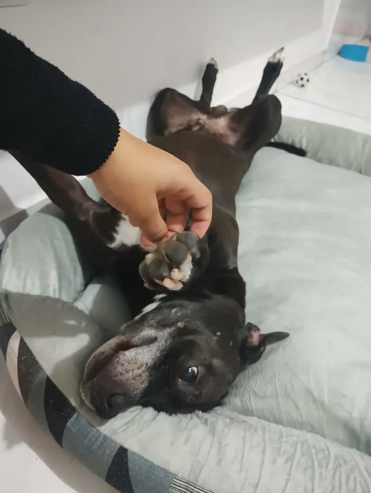 foto de Cama Pet Extra Grande Cachorro Gato  Xg Fundo Impermeável