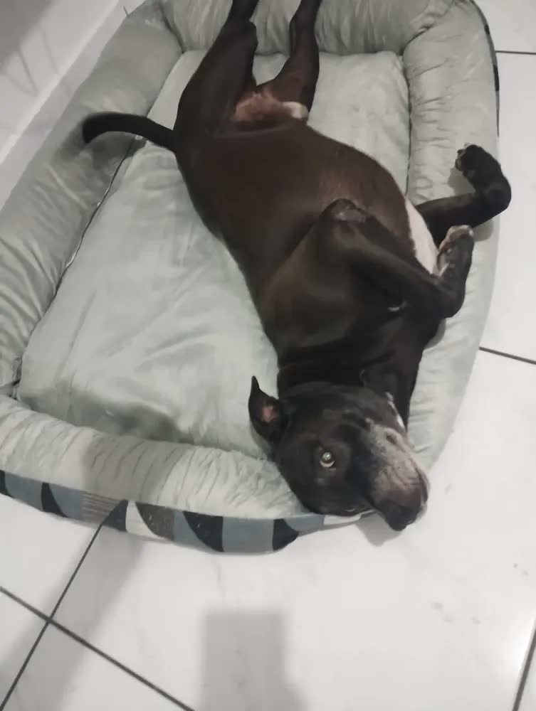 foto de Cama Pet Extra Grande Cachorro Gato  Xg Fundo Impermeável