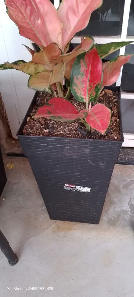 foto de Kit 3 X Vaso Rattan Coluna 17 Litros Planta Casa Sala Grande