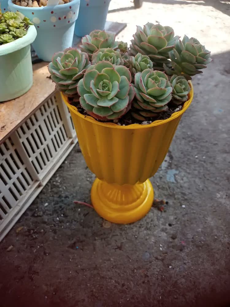 foto de 2 Vaso Grego Dubai Plástico Floreira Taça Romana Decoração
