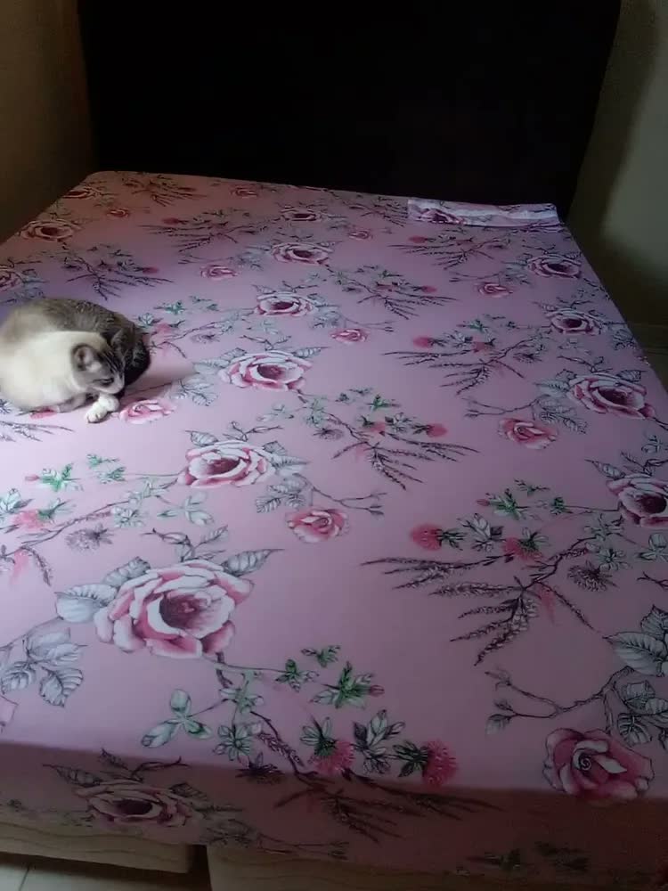 foto de Lençol Queen Estampado Com Elástico E Fronhas Malha Algodão