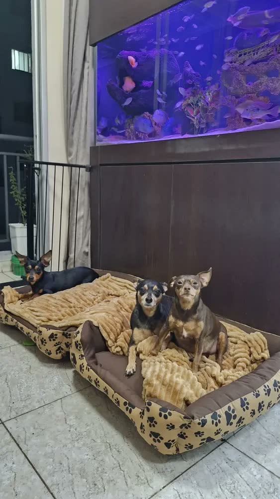 foto de Cama Cachorro Lavável Para Cachorro Grande 70x80 Marrom Patinhas
