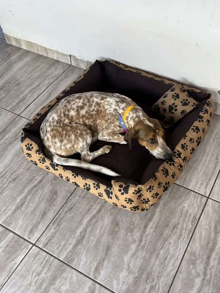 foto de Cama Cachorro Lavável Para Cachorro Grande 70x80 Marrom Patinhas