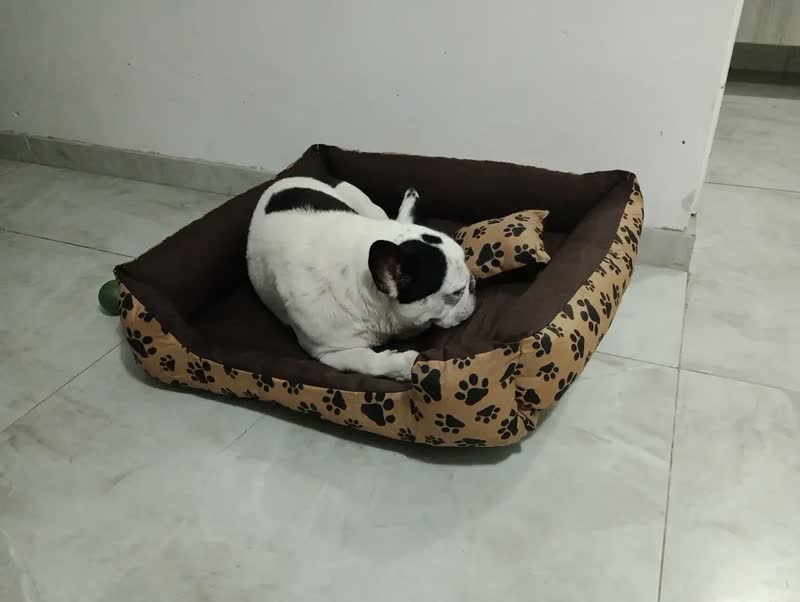 foto de Cama Cachorro Lavável Para Cachorro Grande 70x80 Marrom Patinhas