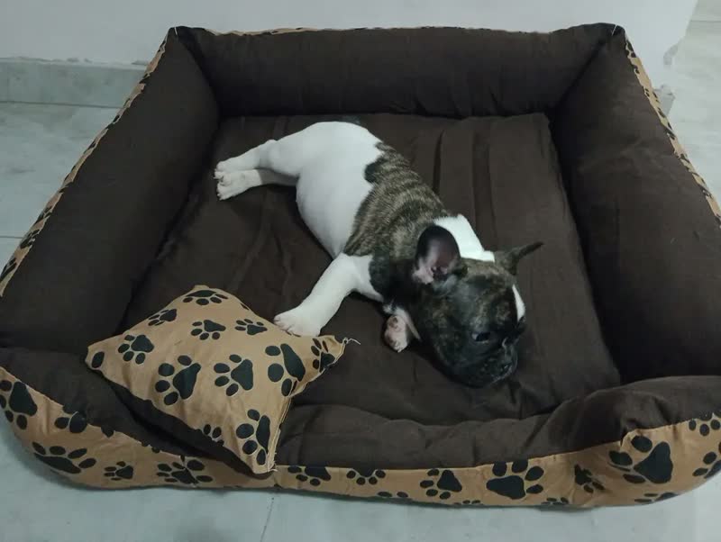 foto de Cama Cachorro Lavável Para Cachorro Grande 70x80 Marrom Patinhas