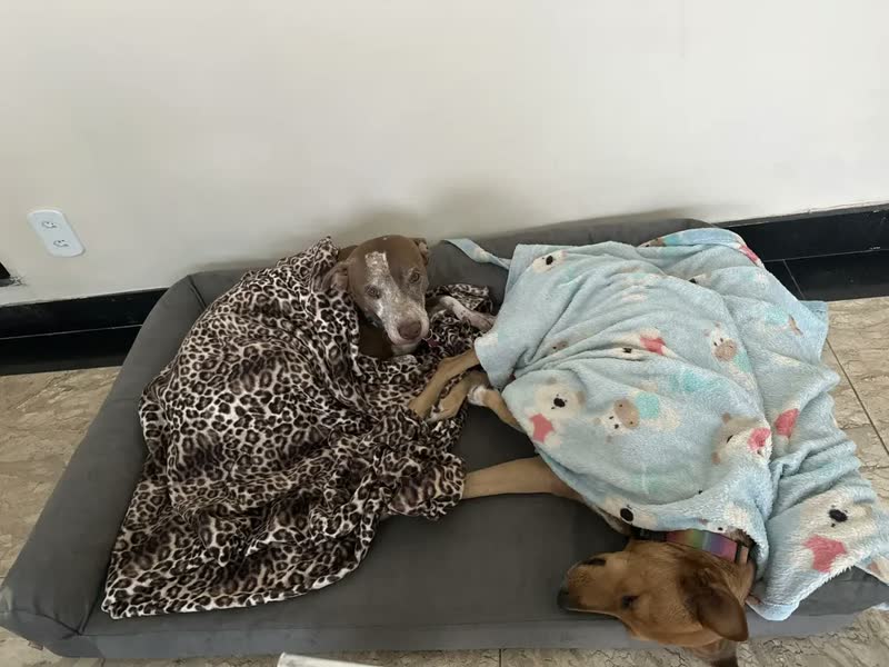 foto de Pet Querido Sofá Cama Ortopédico 120x80cm Lavável