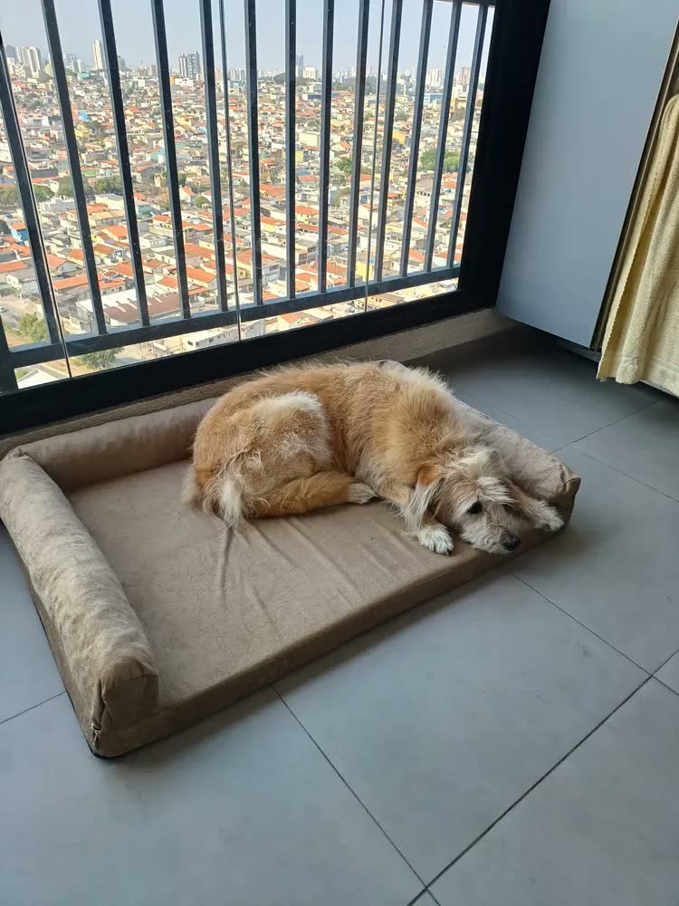 foto de Pet Querido Sofá Cama Ortopédico 120x80cm Lavável