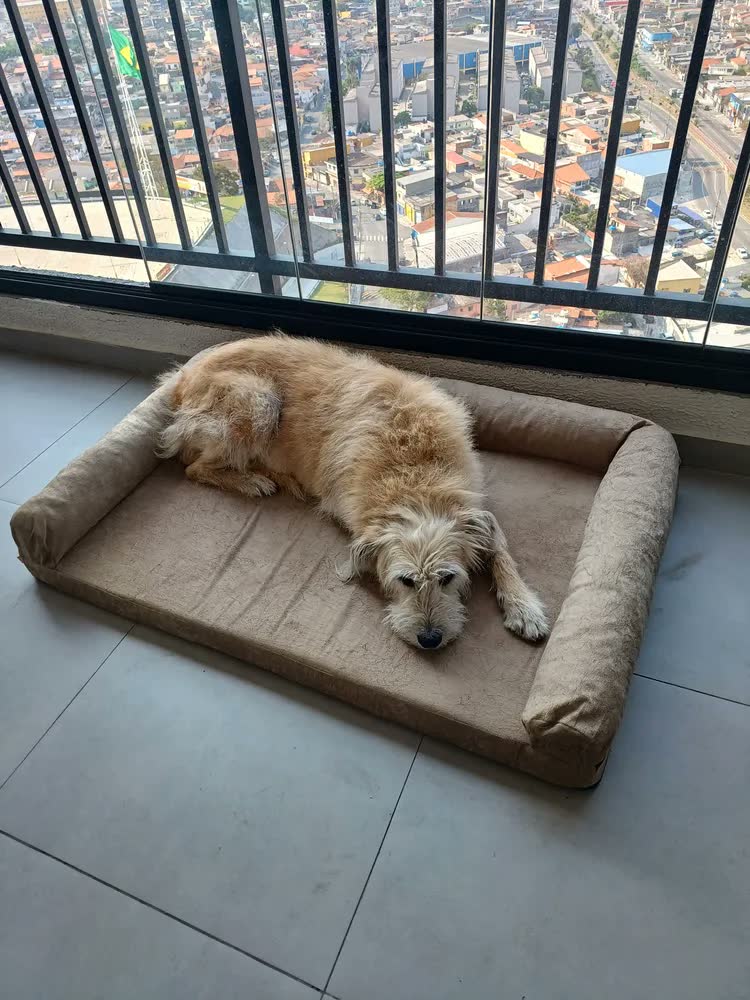 foto de Pet Querido Sofá Cama Ortopédico 120x80cm Lavável