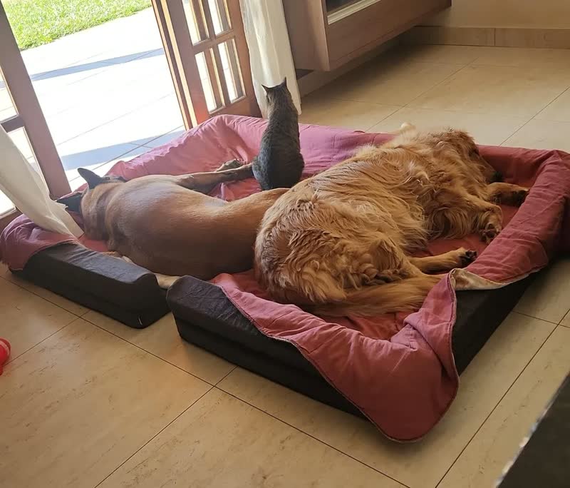 foto de Pet Querido Sofá Cama Ortopédico 120x80cm Lavável