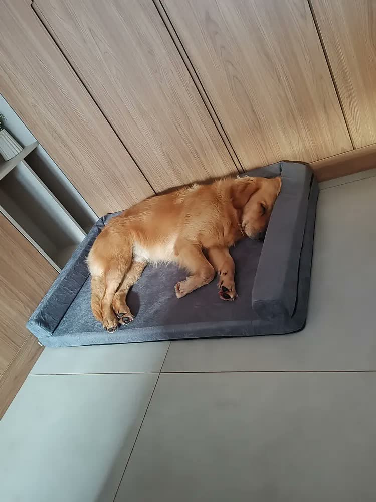 foto de Cama Pet Querido Sofá Cama Ortopédica 120x80cm Lavável