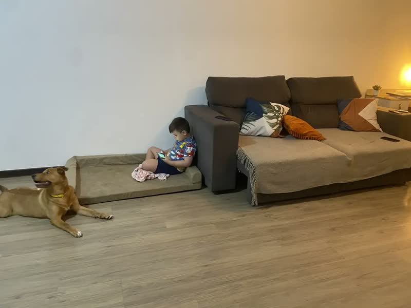 foto de Cama Pet Querido Sofá Cama Ortopédica 120x80cm Lavável