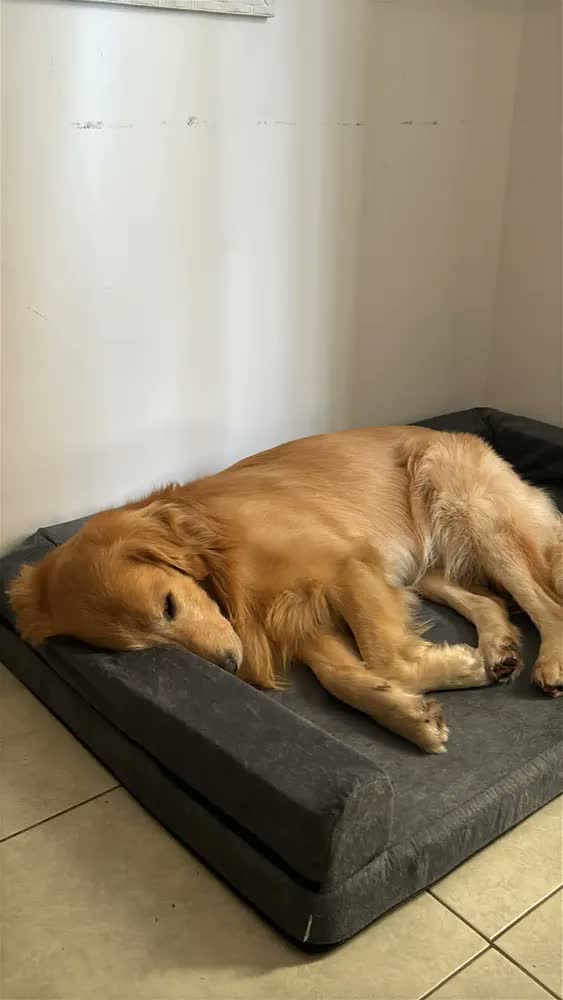 foto de Cama Pet Querido Sofá Cama Ortopédica 120x80cm Lavável