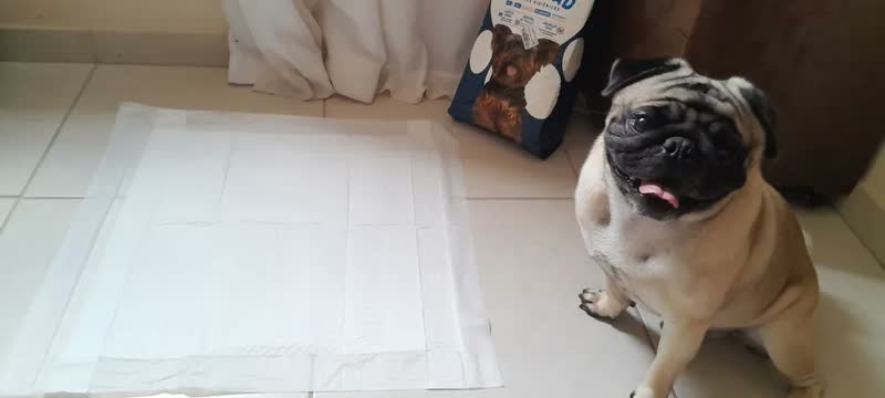 foto de Tapete Higienico Good Pad 50 Unidades 60x60cm