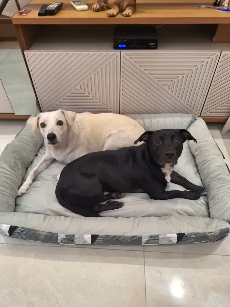 foto de Cama Para Cachorro Grande Cama Pet Xg Gigante Impermeável