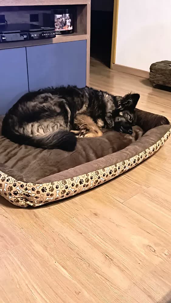 foto de Cama Para Cachorro Grande Cama Pet Xg Gigante Impermeável