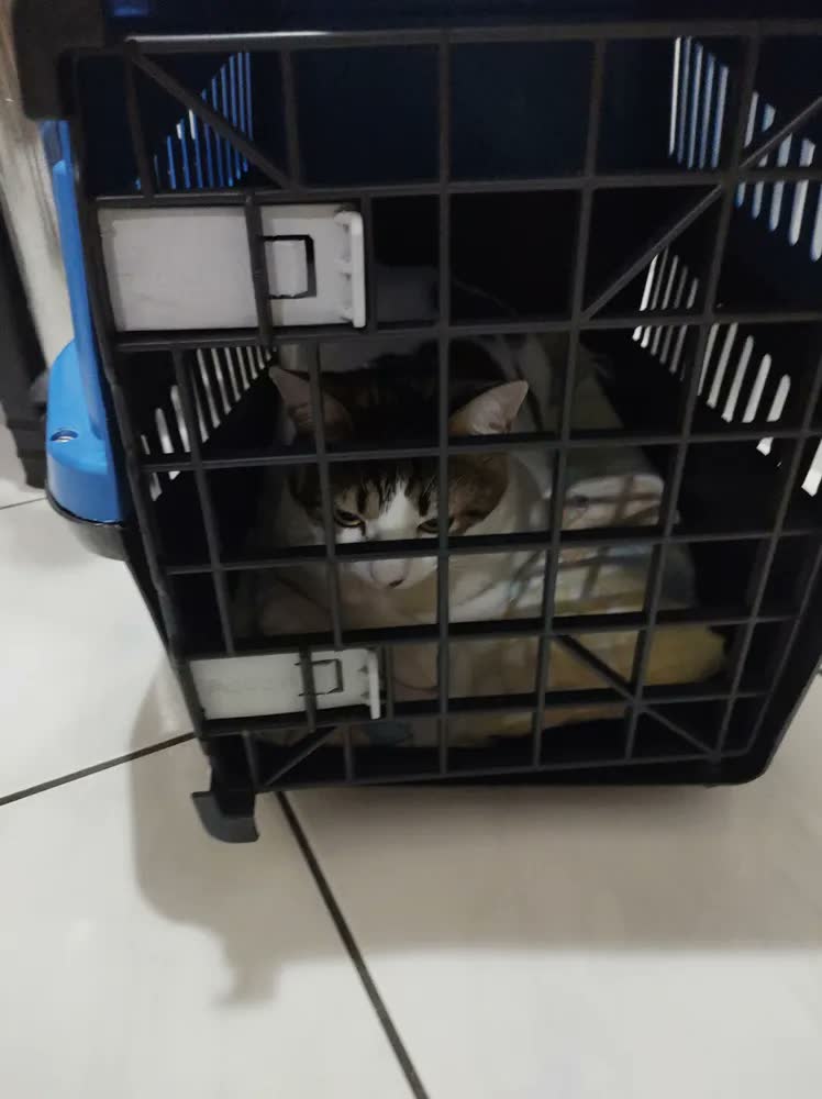 foto de Caixa De Transporte Cães Gato Coelho Porte N5 Vermelho