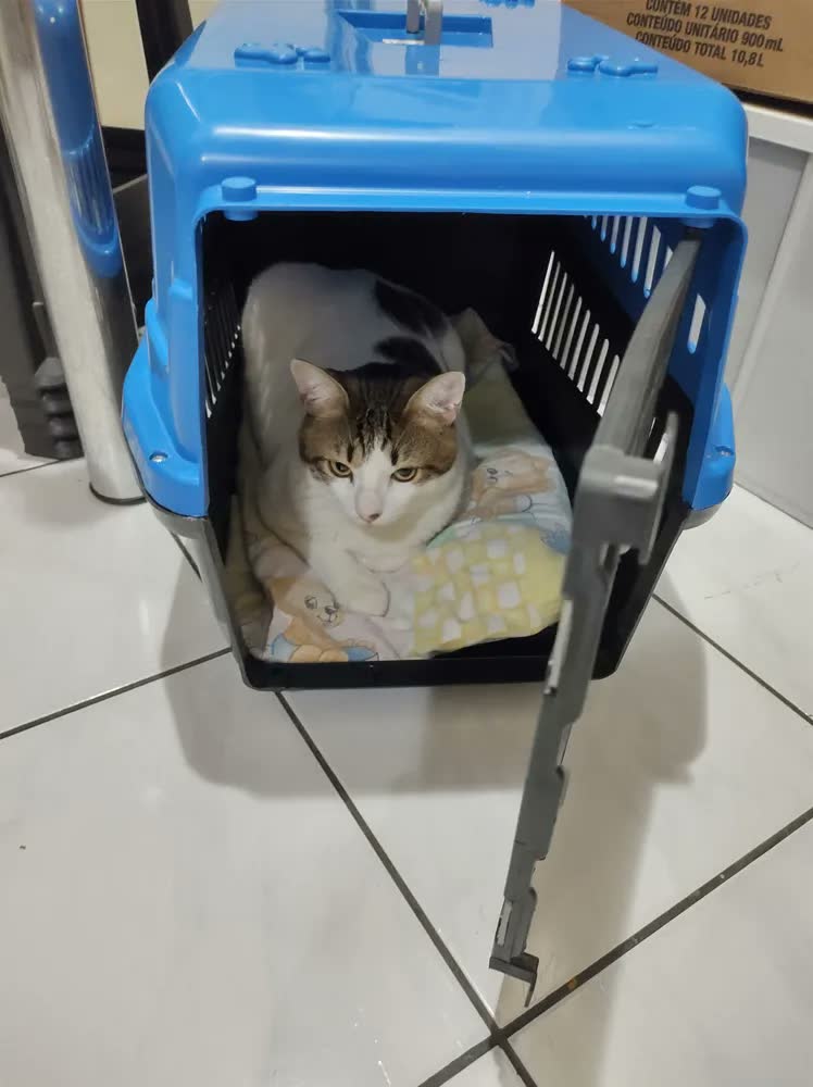 foto de Caixa De Transporte Cães Gato Coelho Porte N5 Vermelho