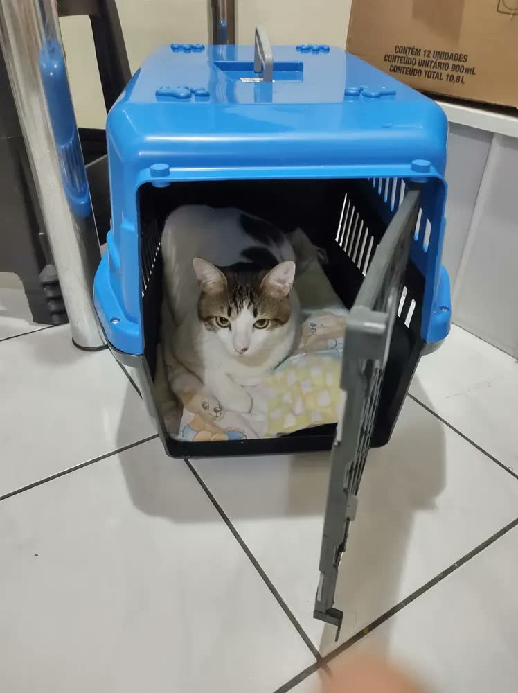 foto de Caixa De Transporte Cães Gato Coelho Porte N5 Vermelho