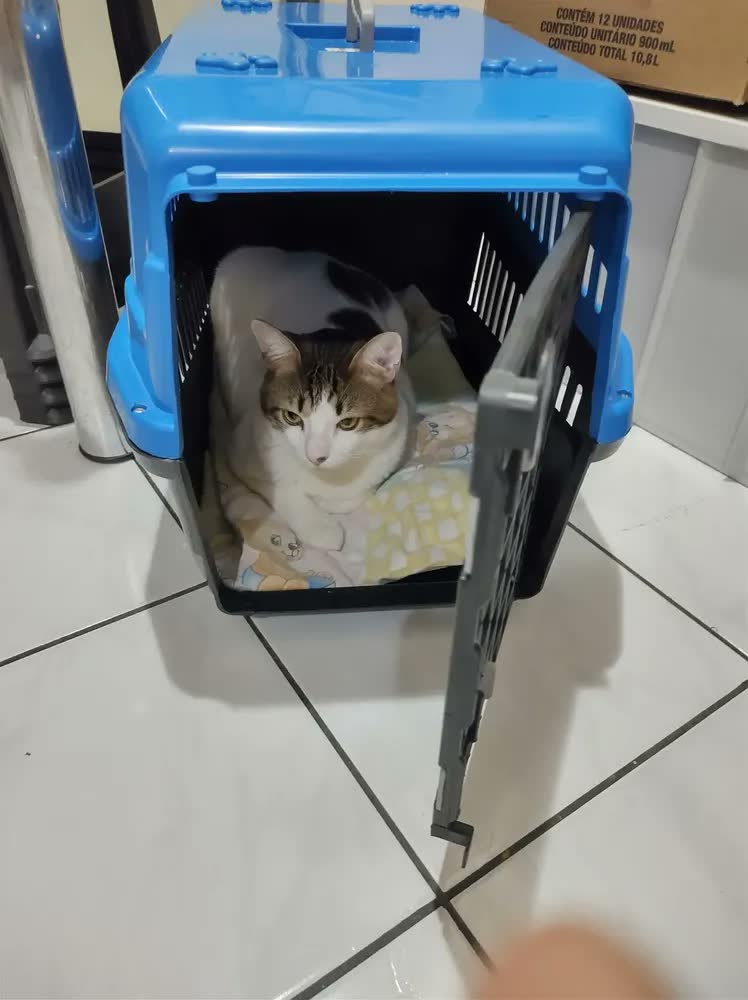 foto de Caixa De Transporte Cães Gato Coelho Porte N5 Vermelho