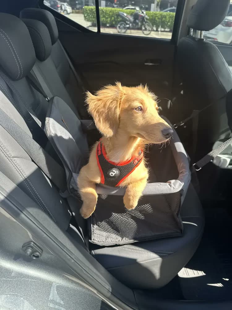 foto de Cadeira Para Pet Assento Carro Seguro Até 15kg Ganhe Coleira