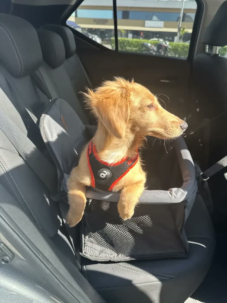 foto de Cadeira Para Pet Assento Carro Seguro Até 15kg Ganhe Coleira