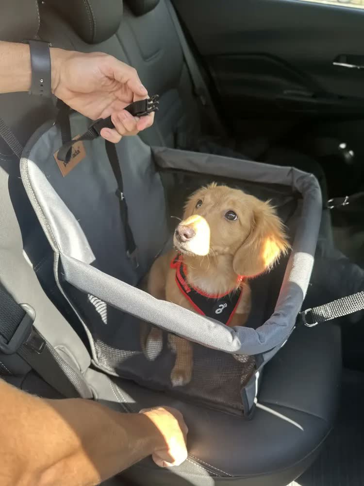 foto de Cadeira Para Pet Assento Carro Seguro Até 15kg Ganhe Coleira