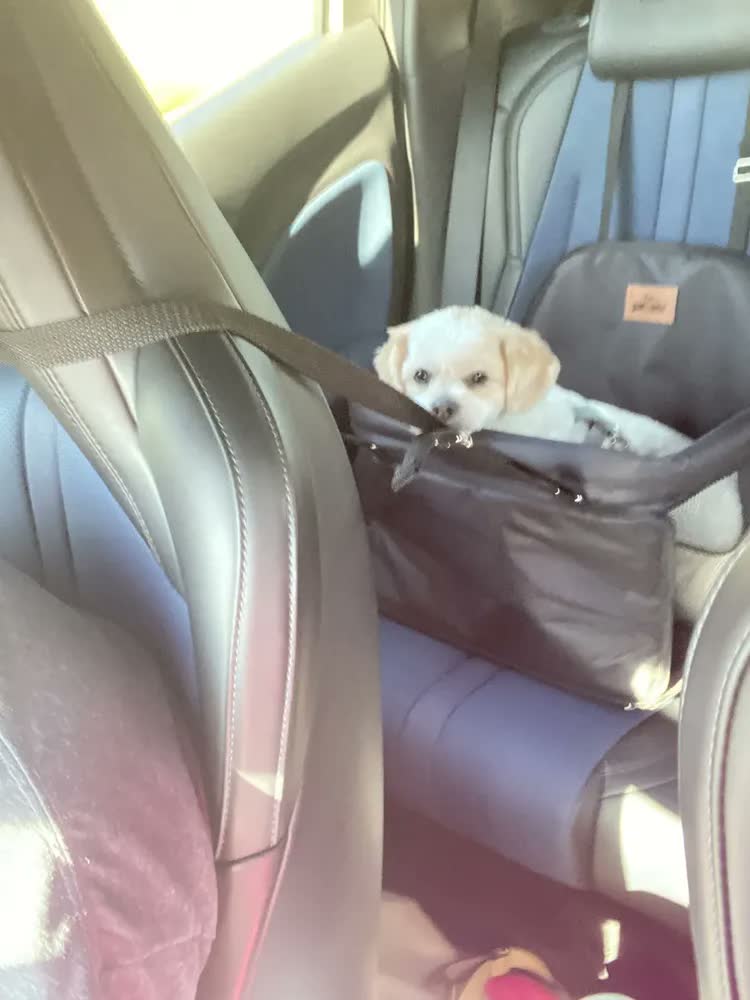 foto de Cadeira Para Pet Assento Carro Seguro Até 15kg Ganhe Coleira