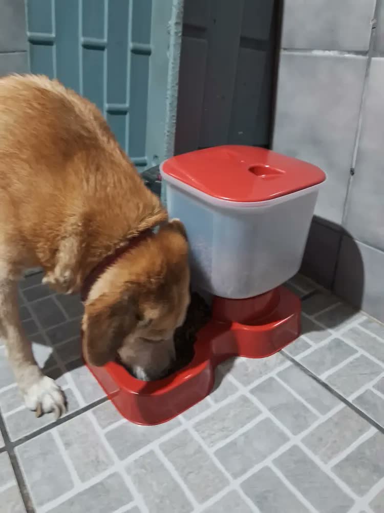 foto de Bebedouro Automático Grande Porte 10l/20l - Vermelho