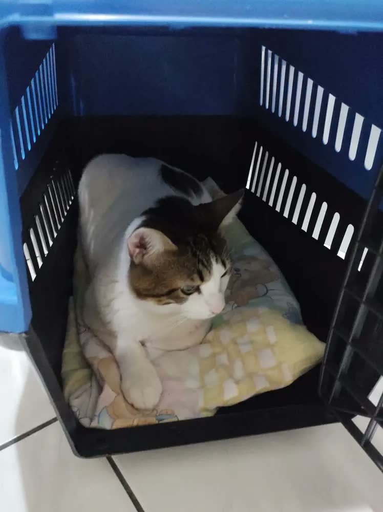 foto de Caixa De Transporte Para Animais De Estimação Mec Pet N5 Rosa