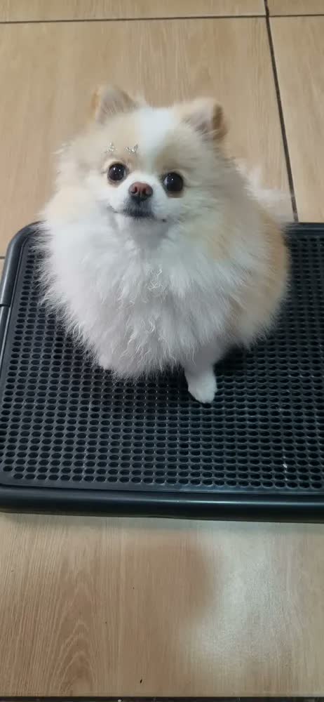 foto de Sanitário canino pet tapete higiênico sanitário pet cães e gatos xixi lavável