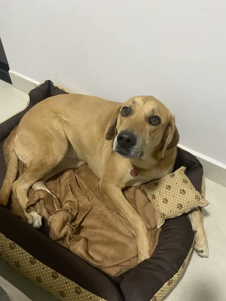 foto de Cama Para Cachorro Grande Até 28kg Caminha 70x80 Com Manta Cor marrom coroa