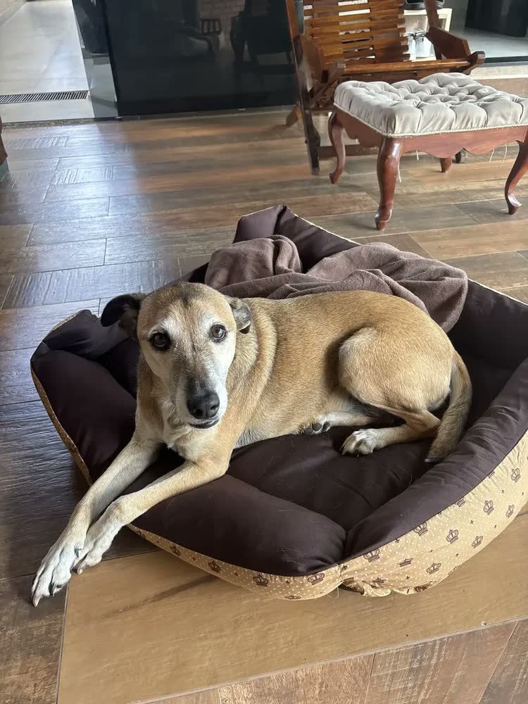 foto de Cama Para Cachorro Grande Até 28kg Caminha 70x80 Com Manta Cor marrom coroa