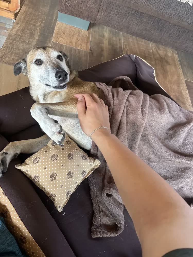 foto de Cama Para Cachorro Grande Até 28kg Caminha 70x80 Com Manta Cor marrom coroa