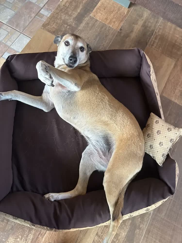 foto de Cama Para Cachorro Grande Até 28kg Caminha 70x80 Com Manta Cor marrom coroa