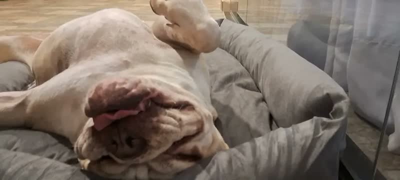 foto de Cama Para Pet Porte Grande Gigante Fundo Impermeável Lavável