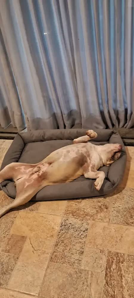 foto de Cama Para Pet Porte Grande Gigante Fundo Impermeável Lavável
