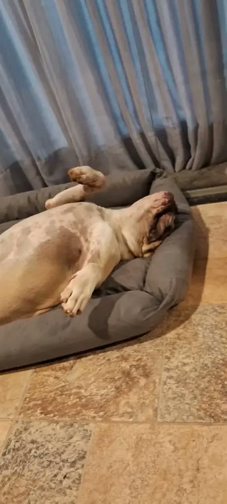 foto de Cama Para Pet Porte Grande Gigante Fundo Impermeável Lavável