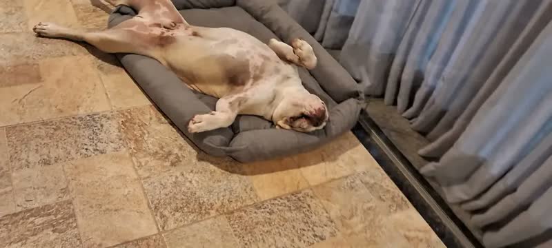 foto de Cama Para Pet Porte Grande Gigante Fundo Impermeável Lavável