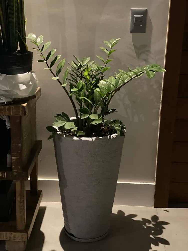 foto de Vaso Para Plantas C/ Prato 60cm Jardim Sala Escritório Decor