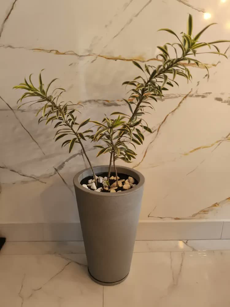 foto de Vaso Para Plantas C/ Prato 60cm Jardim Sala Escritório Decor