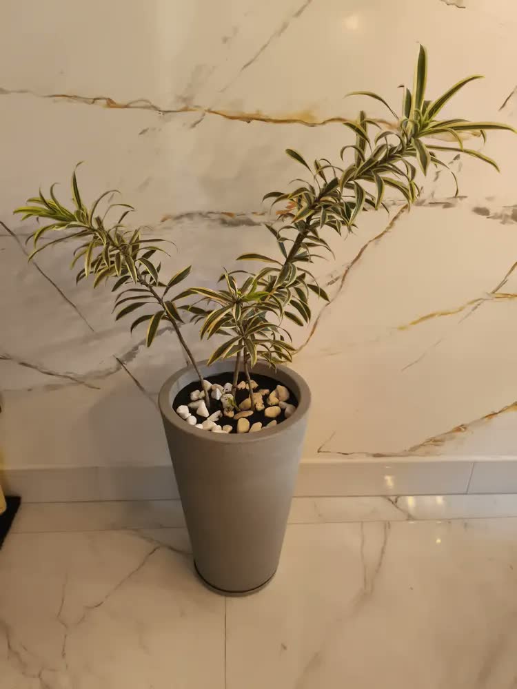 foto de Vaso Para Plantas C/ Prato 60cm Jardim Sala Escritório Decor