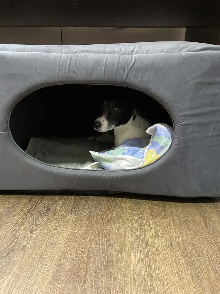 foto de Toca Para Cachorro Grande Gigante 2x1 - 90x90x50 Cm Lavável