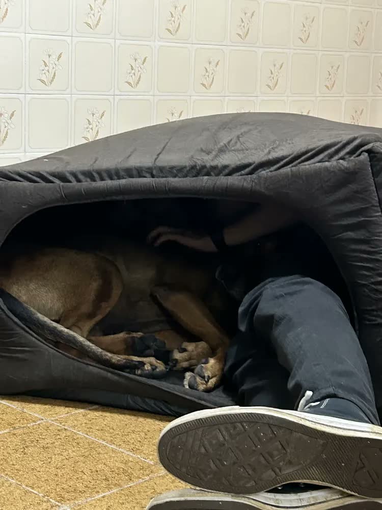 foto de Toca Para Cachorro Grande Gigante 2x1 - 90x90x50 Cm Lavável