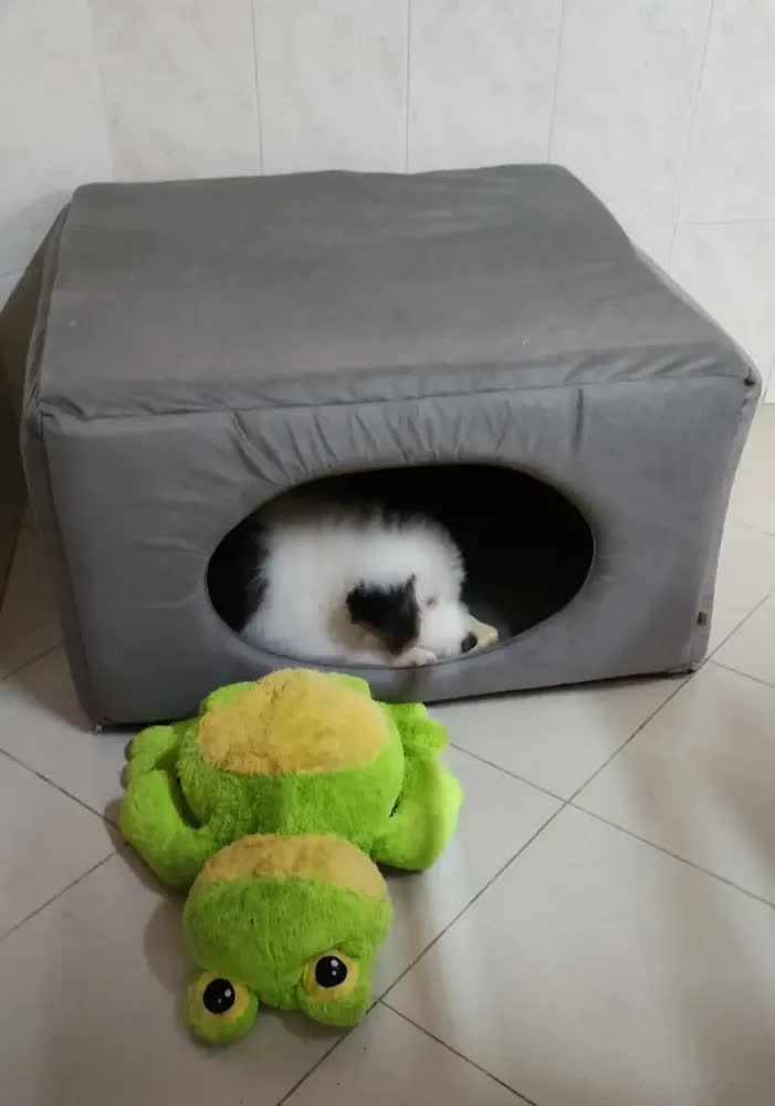 foto de Toca Para Cachorro Grande Gigante 2x1 - 90x90x50 Cm Lavável