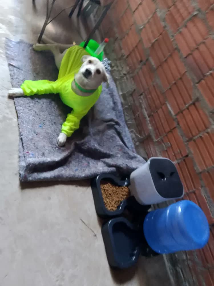 foto de Comedouro E Bebedouro Automático Pra Cachorros Grande Porte