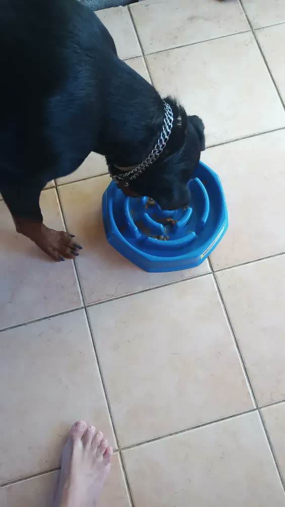 foto de Comedouro Interativo Lento Petliz Azul Para Cães Médios e Grandes