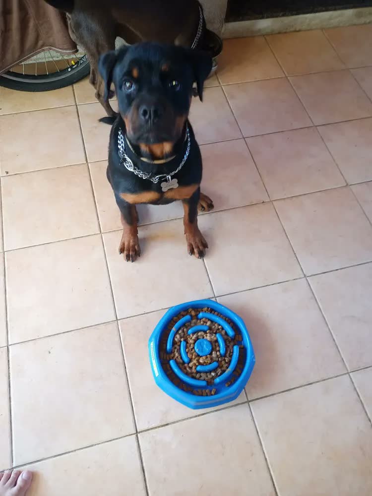 foto de Comedouro Interativo Lento Petliz Azul Para Cães Médios e Grandes