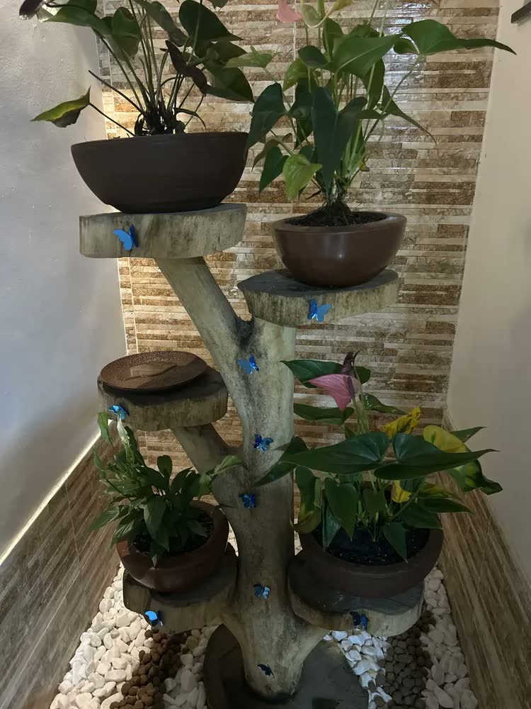 foto de 2 Vasos Bacia Planta Rosa Do Deserto Suculenta Cacto Cuia N2
