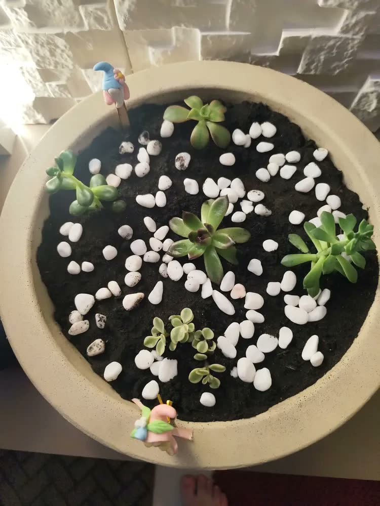 foto de 2 Vasos Bacia Planta Rosa Do Deserto Suculenta Cacto Cuia N2